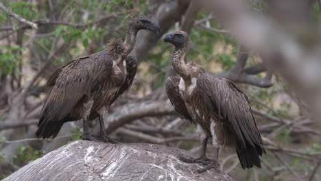 One-vulture-joins-another-vulture-standing-on-top-of-a-dead-elephant-in-the-wild