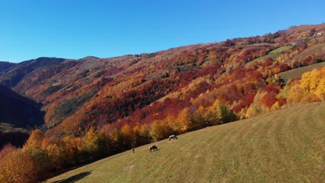 Herbstfarbenwald-Mit-Kuh,-Die-Auf-Einem-Feld-Weidet,-Antenne-Nach-Hinten-Zeigen