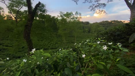 Planta-Floreciente-En-El-Estado-Del-Té-En-Un-Interminable-Paisaje-Verde-Vibrante,-Vista-Panorámica-Izquierda