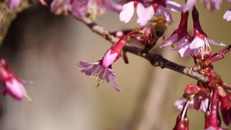 Close-up-of-busy-bee-pollination-pollen-of-pink-flower-on-tree-in-spring-season