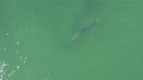 Delfín-Mular-Bajo-El-Agua-En-Queensland,-Australia
