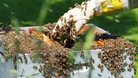 beekeeper-work-with-bees,-collecting-the-swarm
