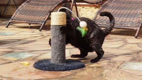 Black-cat-playing-rough-with-a-cat-toy