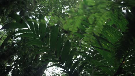 Blick-Durch-Die-Blätter-In-Einem-Regenwald