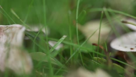 Closeup-shot-of-mushrooms-in-the-grass-and-camera-movement-to-reveal-more-mushrooms-and-leaves