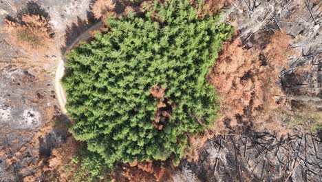 Birds-Eye-Aerial-View-of-Green-Conifer-Grove-in-the-Middle-of-Burnt-Forest,-Wildfire-Aftermath,-Top-Down-Drone-Shot