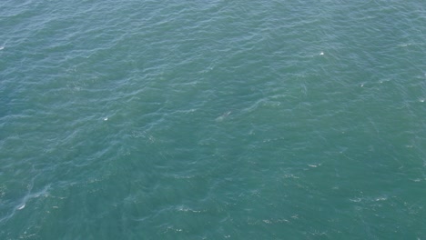 Delfines-Nariz-De-Botella-Nadando-En-El-Mar-Azul-En-La-Costa-Este-De-Qld,-Australia---Toma-Aérea-De-Drones