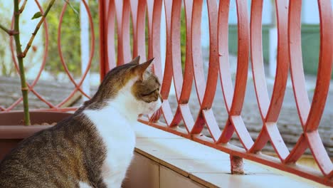 Cute-yawning-cat-watching-life-from-the-porch
