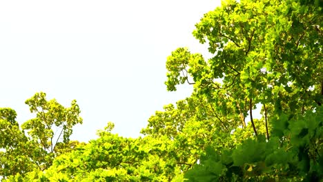 Outdooe-lush-shiny-green-Oak-tree-branches-against-white-sunny-summer-sky