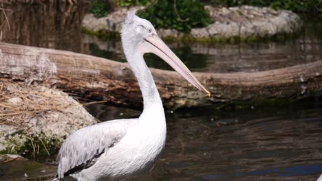 Nahaufnahme-Eines-Weißen-Grauen-Pelikans,-Der-Im-Sommer-Im-Teich-Mit-Sonnenreflexion-Ruht
