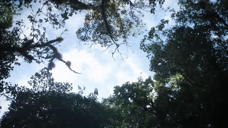 Looking-up-at-the-sky-in-a-rainforest-in-Panama