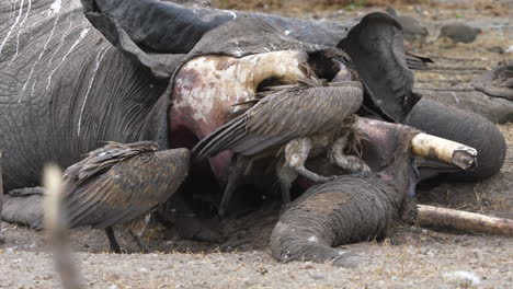 Long-shot-of-a-vulture-violently-picking-apart-an-elephant-carcass