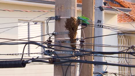 bees-swarming-on-a-street-light-in-Sao-Paulo