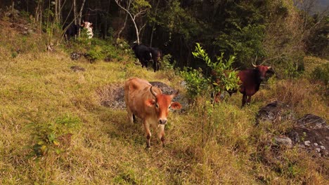 Drone-footage-from-a-South-American,-Brazilian-cattle-farm-in-the-hills-of-Sao-Bento-do-Sapucai