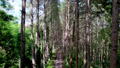 Gliding-high-down-a-forest-road-tall-trees-on-each-side-of-the-road