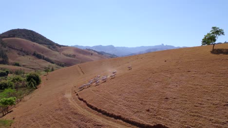 Stampeding-cattle-in-the-Sao-Bento-do-Sapucai-valley