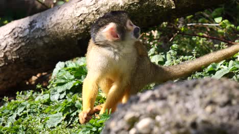 Common-Squirrel-Monkey-resting-in-wilderness-and-looking-around---jumping-in-slow-motion