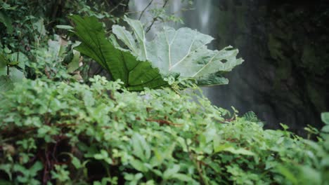 Pflanzen,-Die-Vor-Einem-Wasserfall-Wachsen