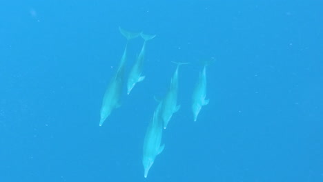 Gruppe-Von-Delphinen,-Die-Zusammen-Im-Tiefblauen-Ozean-Schwimmen