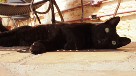 Black-cat-under-relaxing-under-a-sunbed