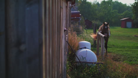 a-horse-at-barn-a-horse-at-barn