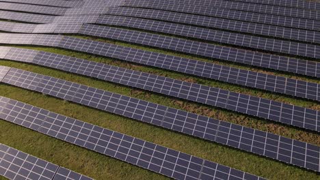 Mehrere-Rehe,-Die-Sich-Unter-Den-Solarmodulen-Eines-Photovoltaikkraftwerks-Verstecken