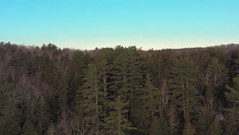 Aerial-SLIDE-along-the-treetops-of-a-wintery-forest-in-Maine-with-a-juvenile-bald-eagle