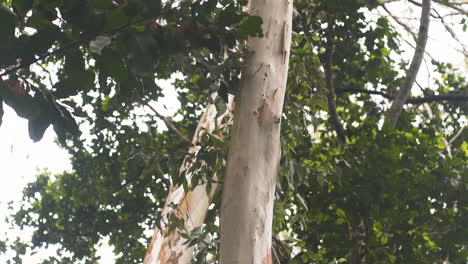 Tall-slender-whitish-tree-trunk-in-Zanzibar-rainforest