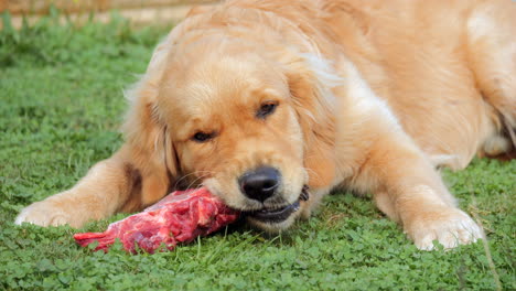 SLOW-MOTION,-Laying-Golden-Retriever-Pup-Chewing-On-Raw-Red-Meat-Bone