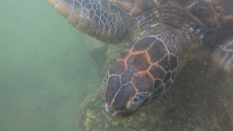 Point-of-view-shot-of-petting-green-sea-turtle-below-water-surface