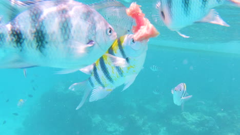 Tropische-Fische-Beißen-Von-Schwimmenden-Wassermelonenstücken-Im-Meer