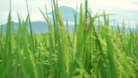 Close-up-shot-of-defocused-paddy-plant-swaying-in-wind-on-rice-field-with-mountain-in-background