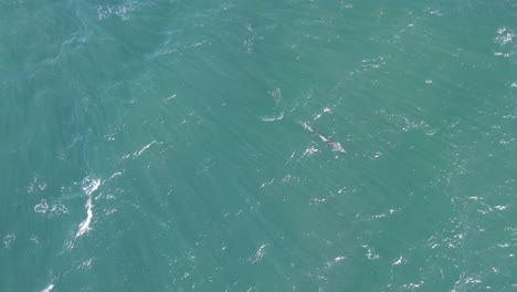 Aerial-View-Of-Bottlenose-Dolphin-In-Blue-Sea,-East-Coast-QLD,-Australia---drone-shot