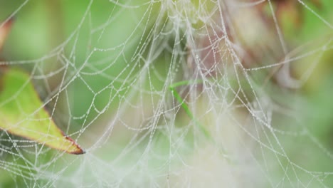Bewegende-Makroaufnahme-Entlang-Des-Spinnennetzes-Mit-Wassertröpfchen-überspannen-Blumen-Und-Gras-In-Der-Gartennatur