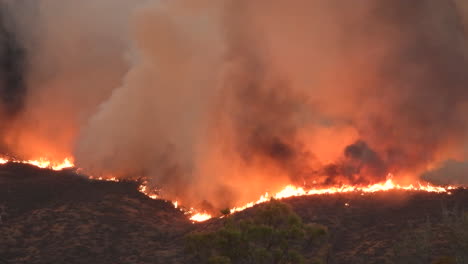 Massive-wildfire-devastating-vegetation-in-dry-nature