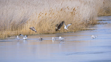 Weißkopfseeadler-Kämpfen-Am-Ufer-Des-Flusses