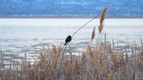 A-female-red-winged-blackbird-perched-on-a-reed-sings-in-the-morning-calm