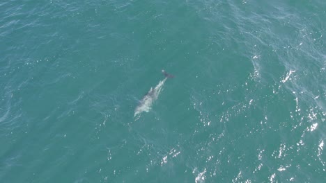 Aerial-Of-A-Common-Bottlenose-Dolphin-Swimming-Under-The-Ocean-In-Australia
