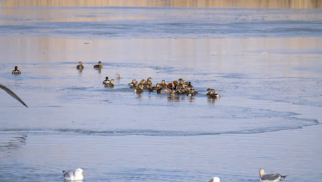 Canvasback-ducks-and-other-waterfowl-splash-and-play-in-a-break-in-the-ice