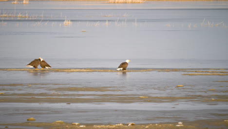 Bald-Eagles-perched-on-a-small-lake-island