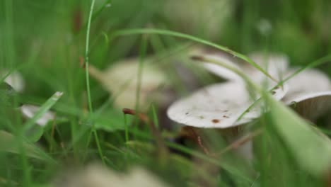 Moving-from-mushroom-to-different-mushroom-on-the-grass-covered-natural-floor-with-green-and-brown-background-in-macro-closeup-perspective