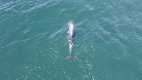 Siguiendo-A-Un-Delfín-Mular-Que-Viaja-Por-El-Océano-Pacífico,-Gold-Coast,-Australia