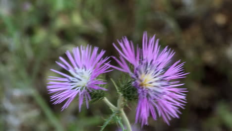 Close-up-of-two-lilac-thistle-flowers,-with-green-and-brown-vegetation,-blurred-background