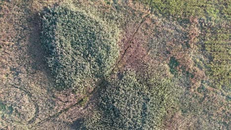 Aerial-drone-bird's-eye-view-over-green-treetops-in-autumn-evening-time