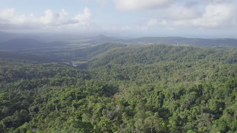 árboles-Densos-En-El-Bosque-Verde-De-Montaña-En-Verano---Port-Douglas,-Shire-Of-Douglas,-Queensland,-Australia
