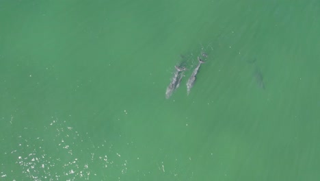 Vista-Superior-De-Delfines-Nariz-De-Botella-Bajo-La-Superficie-En-Gold-Coast,-Australia