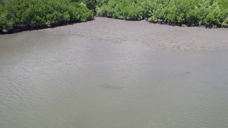 Shallow-River-With-Estuarine-Crocodile-Resting-Under-The-Surface-In-Port-Douglas,-Queensland