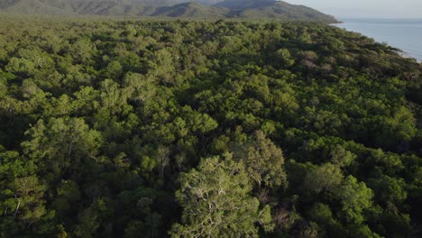 Flight-Over-Tropical-Rainforest-In-Wangetti-Beach-From-Rex-Lookout-In-North-Queensland,-Australia---drone-shot