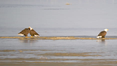 Bald-eagles-singing-in-calling-out-on-a-cold-morning