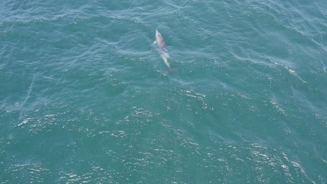 Delfín-Nariz-De-Botella-Solitario-Nadando-Rápido-En-El-Mar